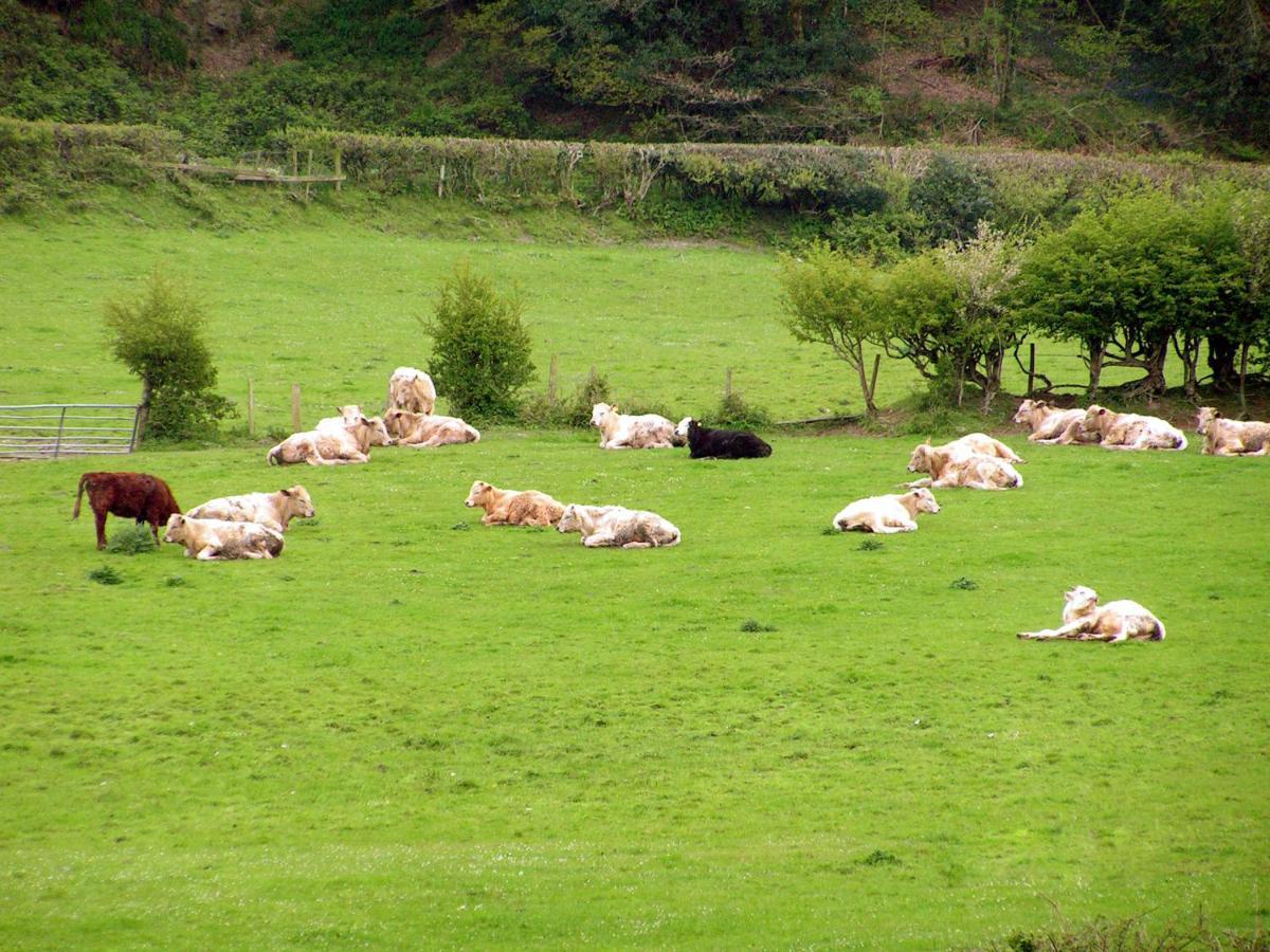 Erw-Lon Farm Bed & Breakfast Pontfaen Dış mekan fotoğraf